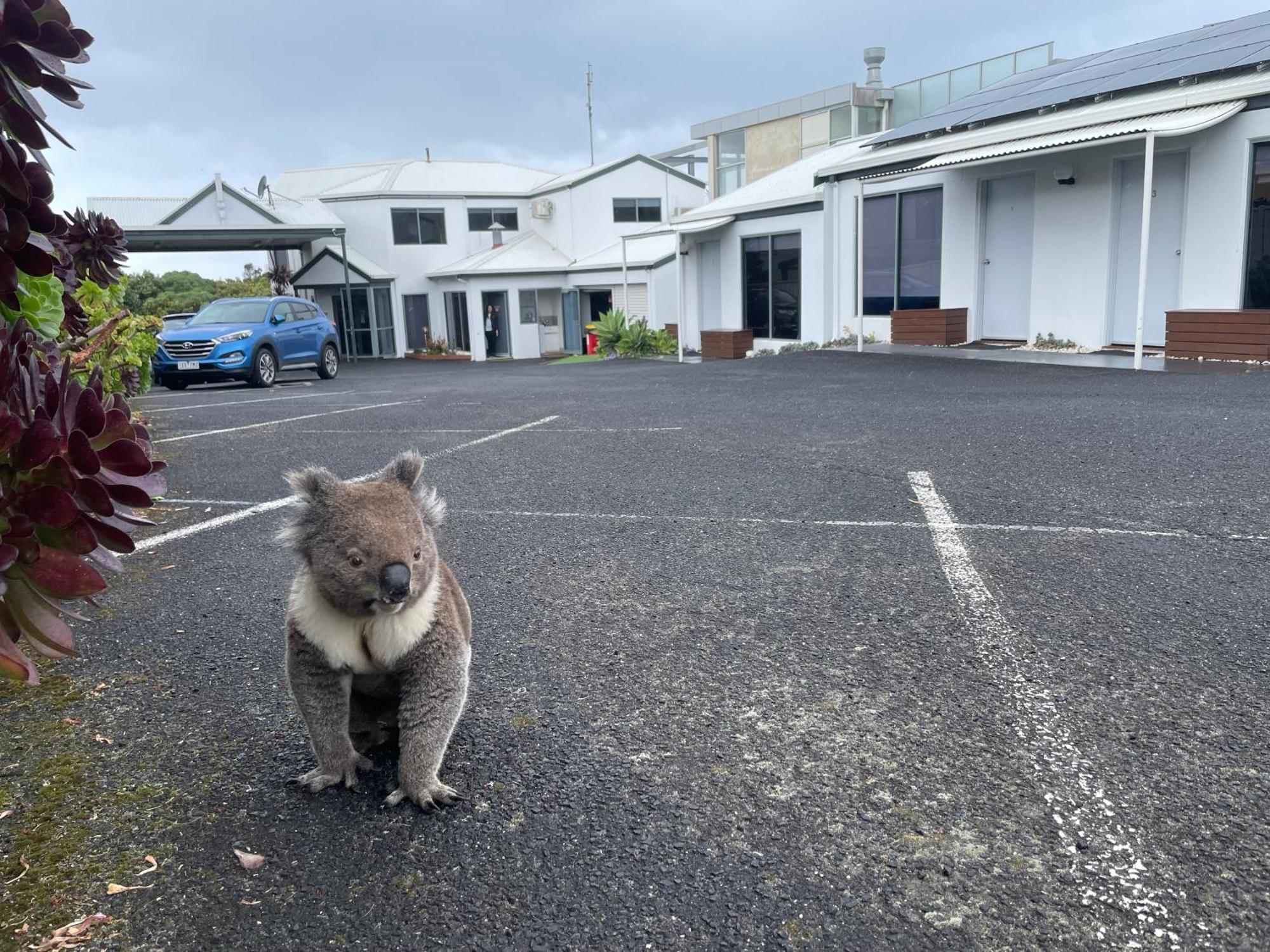 Coastal Motel Apollo Bay Exteriér fotografie